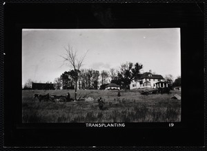 Forestry Department. Newton, MA. Forestry - transplanting