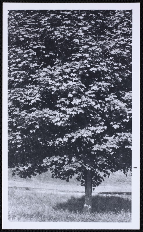 Forestry Department. Newton, MA. Trees