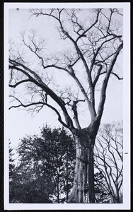Forestry Department. Newton, MA. Claflin elm tree