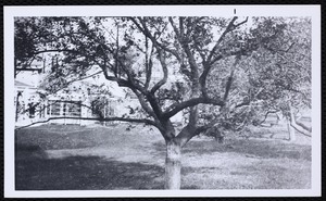 Forestry Department. Newton, MA. Mayor Hutchinson's orchard