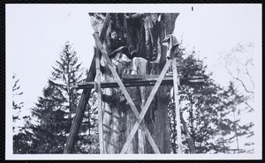 Forestry Department. Newton, MA. Revol. Claflin elm repair