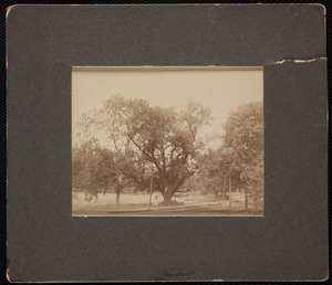 Forestry Department. Newton, MA. Old willow, Centre St nr. Homer