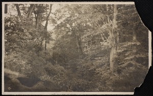 Forestry Department. Newton, MA.? Hemlock Gorge