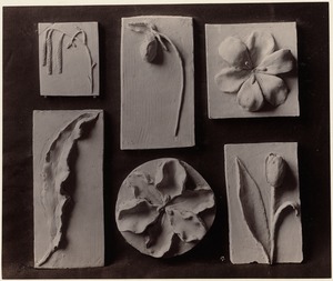 Six small examples of modeling: Flowers & leaves