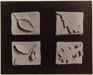 Four small examples of modeling: Leaves & acorns (Baldwin, class 3, Phillips District)