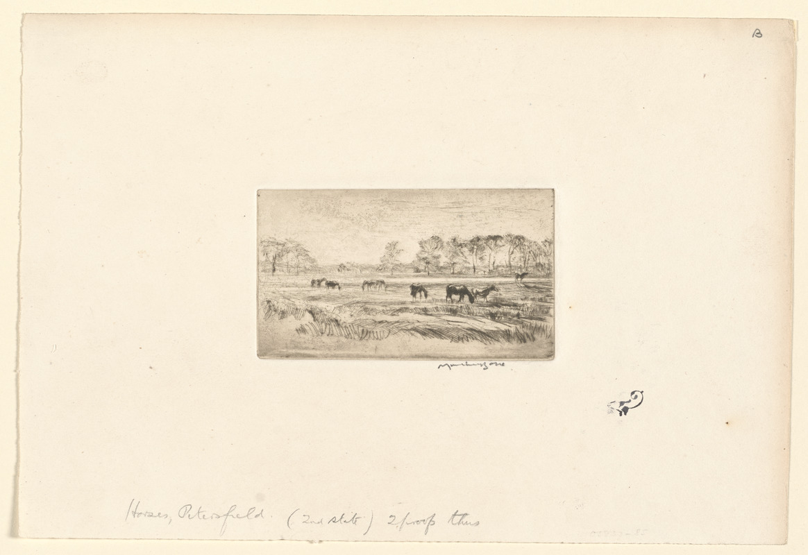 Horses, Petersfield, Hampshire