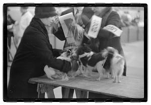 Dog show