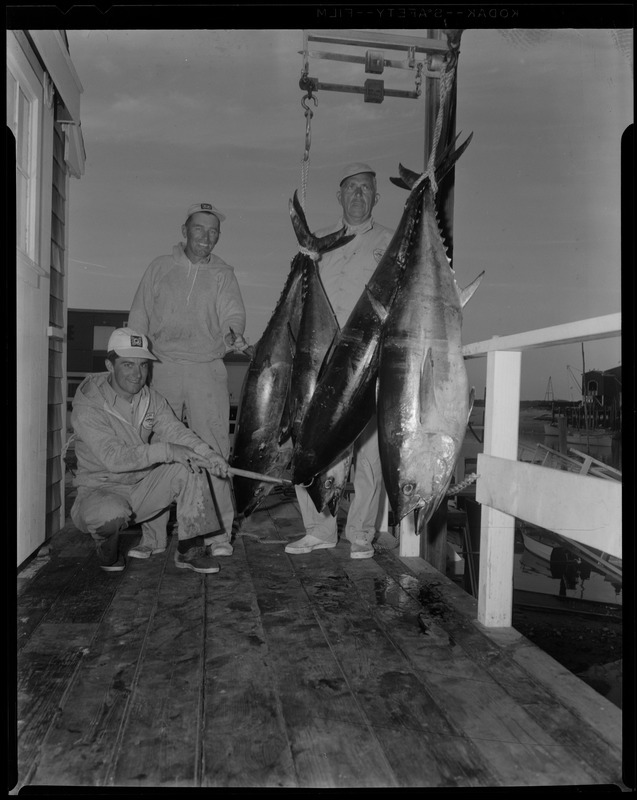 E. Roscoe Allen, Fair Haven NJ, with 4 tuna, total 386 lbs. at Barnstable Capt. Joe Eldridge