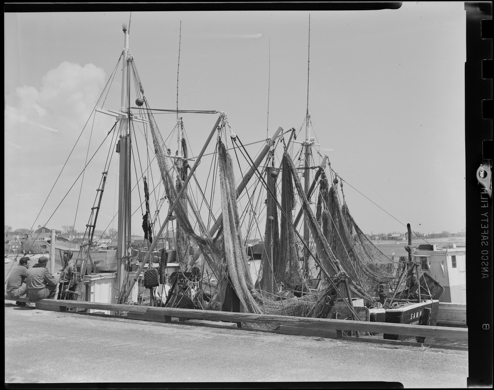 Flounder fleet at Hyannis