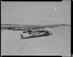 Stranded whales