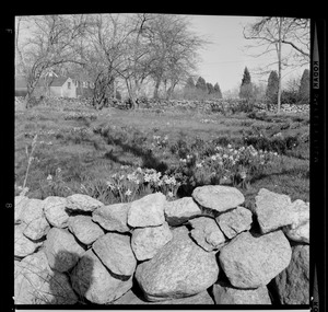 Daffodils with stone walls