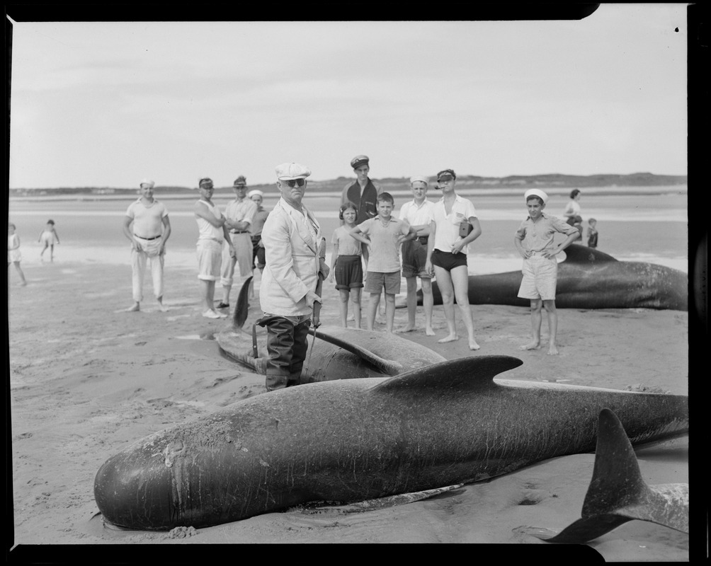 Group of people with stranded whales
