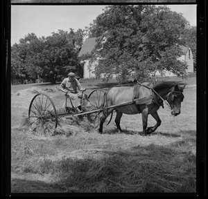 Man driving horse drawn hay rake?
