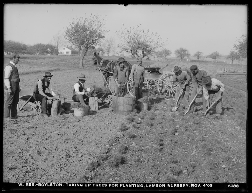 Wachusett Reservoir, taking up trees for planting, Lamson Nursery, Boylston, Mass., Nov. 4, 1903