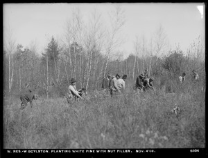 Wachusett Reservoir, planting white pines with nut filler, West Boylston, Mass., Nov. 4, 1903