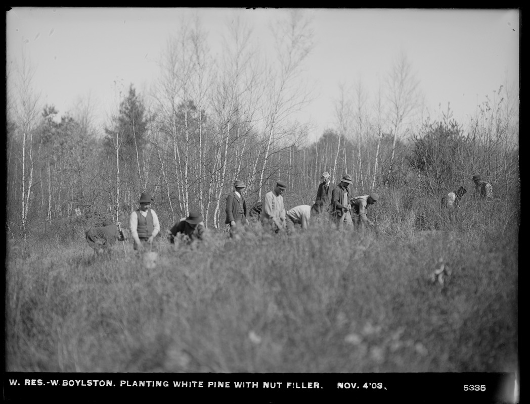 Wachusett Reservoir, planting white pines with nut filler, West Boylston, Mass., Nov. 4, 1903