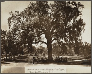 The old elm on the Common looking towards public library. Blown down February 15, 1876