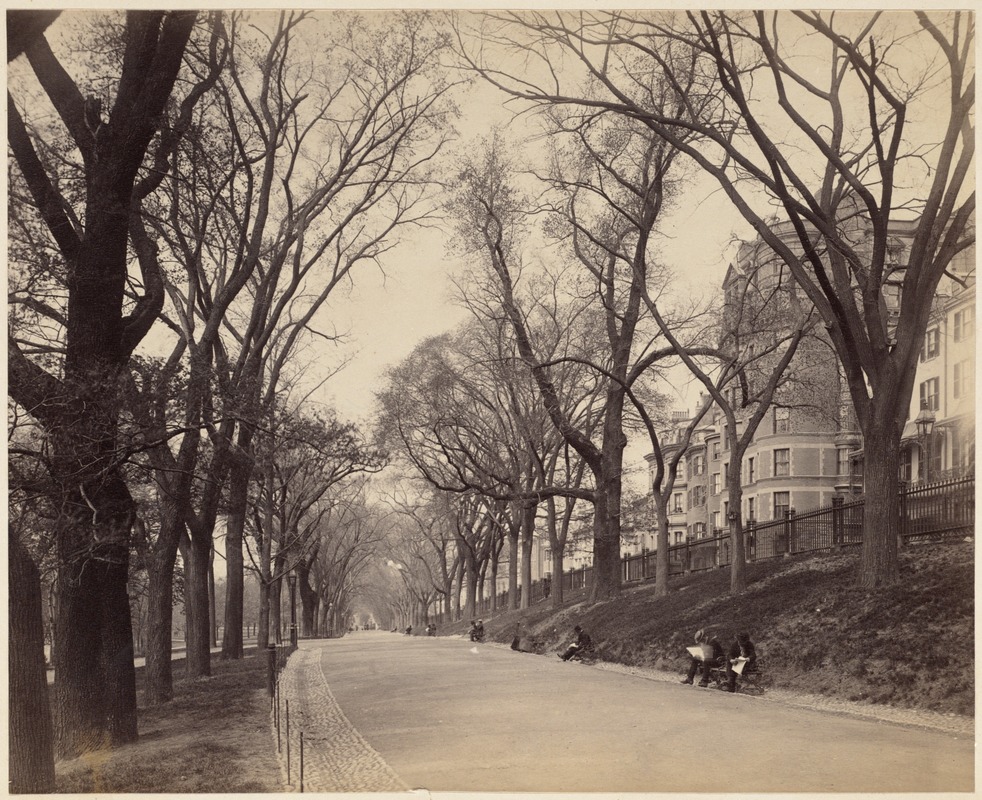 Boston Common (the mall along Beacon Street)