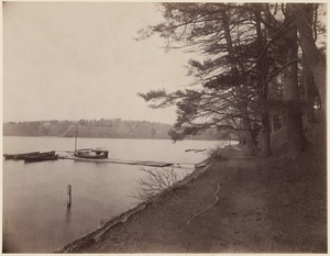 Pine bank, Perkins estate, Jamaica Pond, 1894
