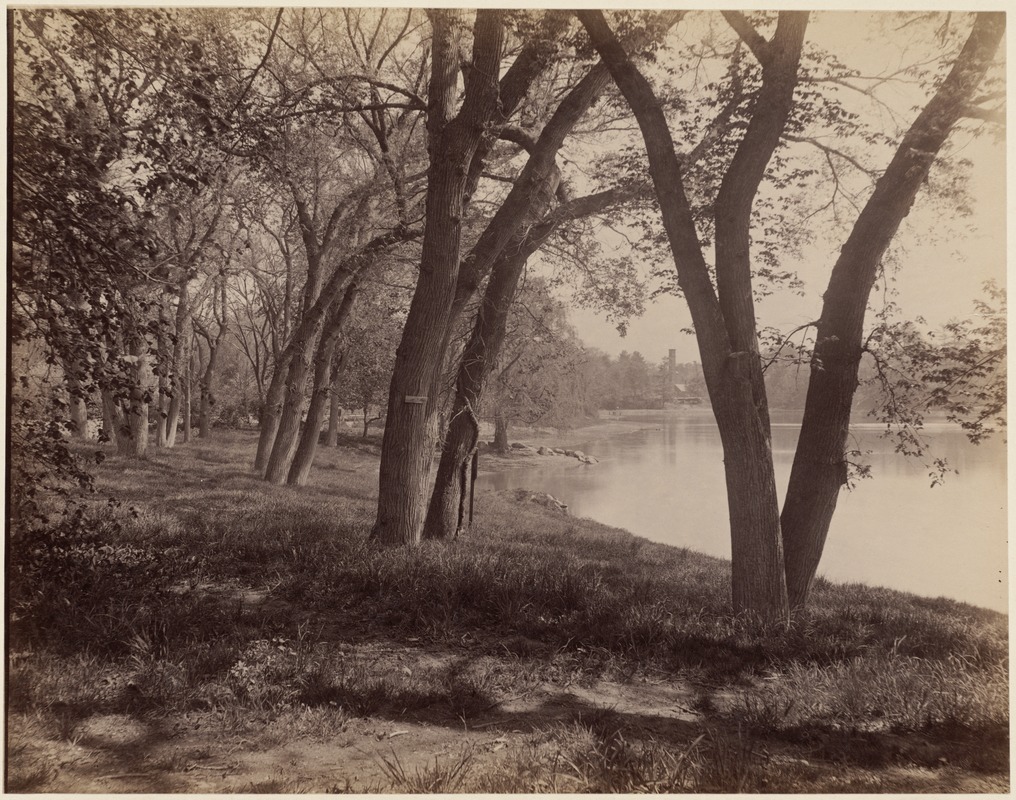 View of Jamaica Pond, 1894