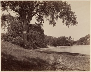View of Jamaica Pond, 1894