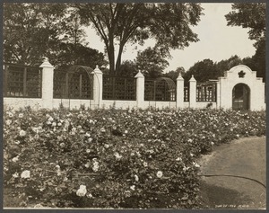 Franklin Park. Rose garden