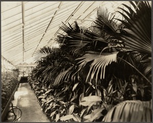 Park department: Franklin Park, Boston. Palm house