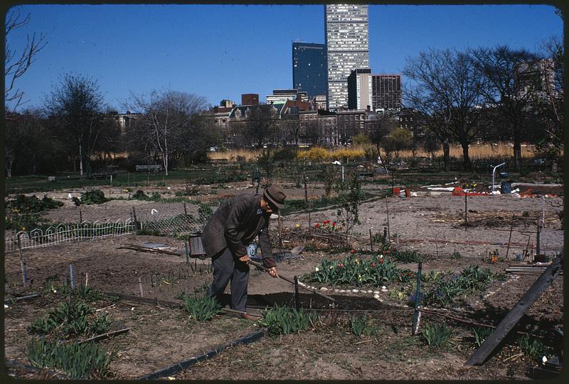 Personal gardens in Fenway