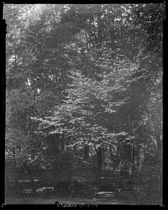 Cornus florida