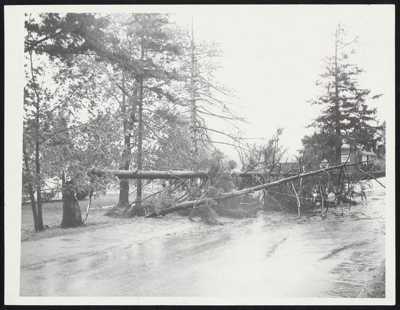 Gale Force Winds were responsible for the fall and loss of these pine