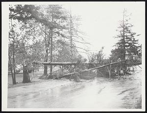 Gale Force Winds were responsible for the fall and loss of these pine trees on Bellevue road at Bay street in Squantum Thursday.