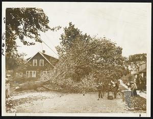 This great tree crashed on Harriet avenue, Quincy, in the Montclair section, putting telephone lines in the neighborhood out of commission. Nobody was injured.