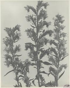 214. Echium vulgare, blue-weed, viper's bugloss