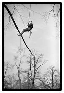 Tree maintenance, Boston Common