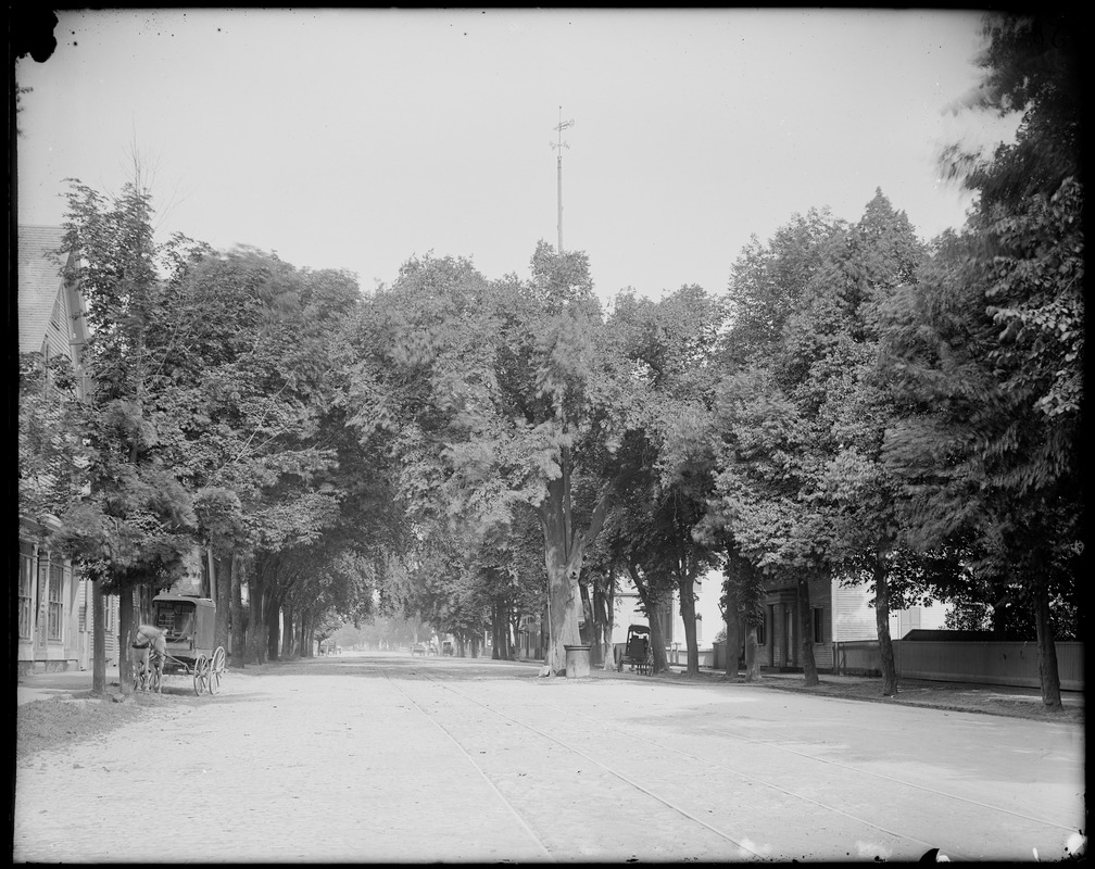 Salem, Boston Street opposite 109, view, big elm trees