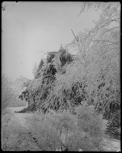 Salem, 29 Grove Street, views, Doctor Mack's farm after sleet storm, January 1891