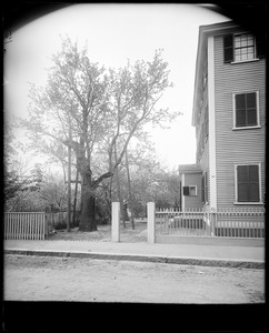 Salem, 24 Hardy Street, views, orange pear tree on Allen estate