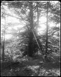 Concord, rear "Wayside," views, Hathorne and Lothrop tree