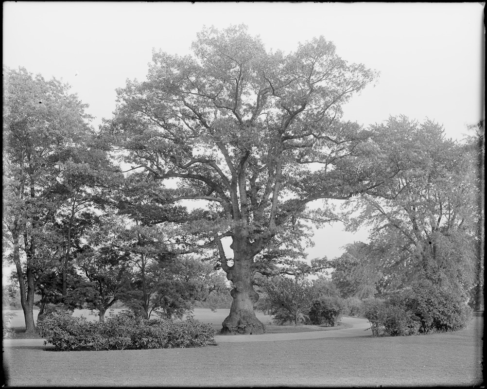 Peabody, Andover Street, views, oak tree
