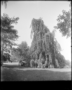 Peabody, Andover Street, views, garden and weeping birch on Mrs. Jacob C. Rogers Estate, "Oak Hill"