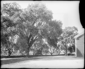 Peabody, Andover Street, views, trees at Mrs. Jacob C. Rogers Estate, "Oak Hill"