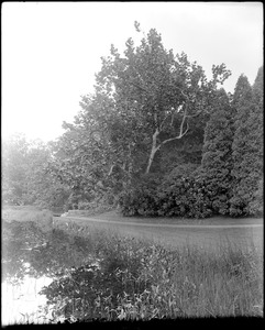 Peace Dale, Rhode Island, views, tree, R. G. Hazard estate