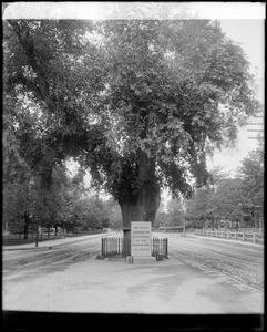 Cambridge, views, Washington elm tree