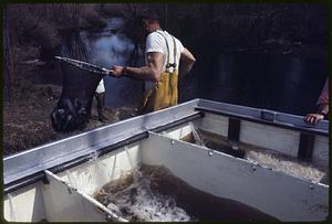 Stocking Pacific Coast "Coho" Salmon