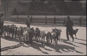 Athens. Folk of goats