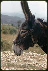 Donkey, Roccasicura, Italy