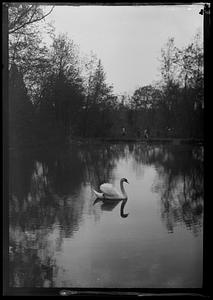 Swan in pond