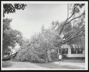 Last Bouquet - Long-armed trees toppled against roofs on Chestnut St. in Danvers.