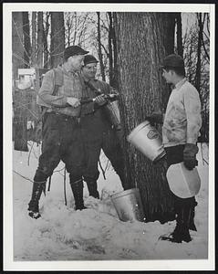 Maple Syrup Harvest Even sap tapping has gone modern. Here James Underhill uses a flexible shaft and drill, powered by a gasoline motor, to tap maple syrup trees. Helper Ray Boies stands by for the load.