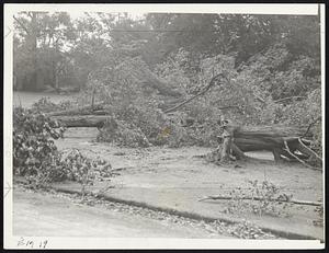 Upper scene showing some of the 150-year-old trees destroyed by the hurricane on the estate of George P. Garner on Warren street, Brookline.